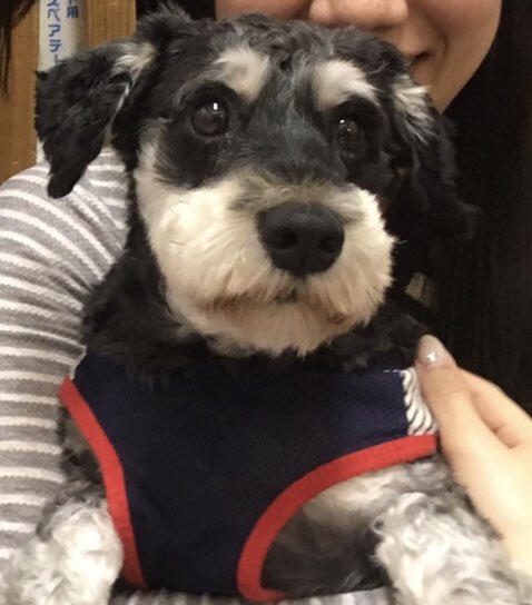 【運命の赤い糸見～つけた💓チワワのドットちゃん💕、Mシュナウザーのチットちゃん💕】2019,4,29